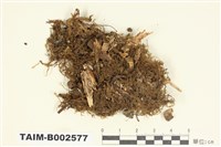 藏品(羽蘚屬)的圖片